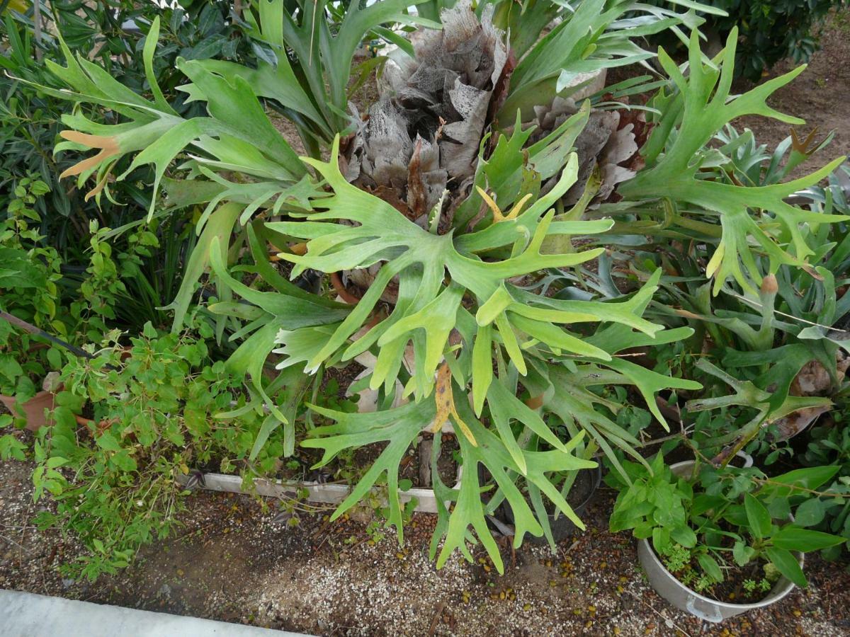 Villa Yucca Avola Εξωτερικό φωτογραφία